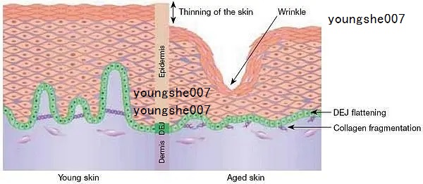 乙?；碾?9促進lumican蛋白質(zhì)的生成，保持皮膚光滑和緊致