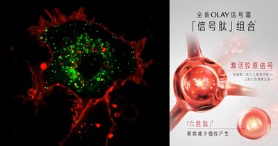 電子顯微鏡下膠原的真實(shí)生長過程（左）；全新OLAY信號(hào)霜「信號(hào)肽」組合（右）