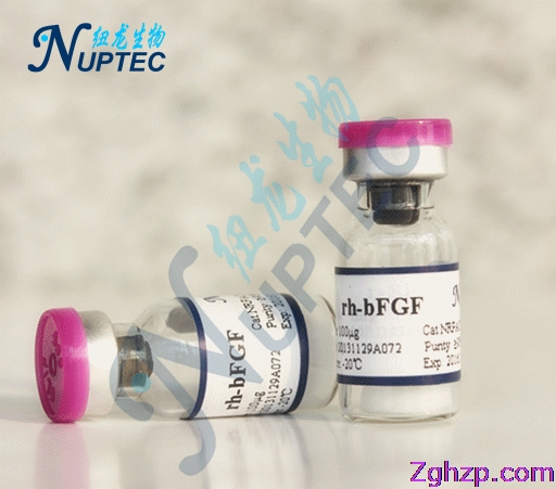 重組人堿性成纖維細胞生長因子（rh-bFGF）